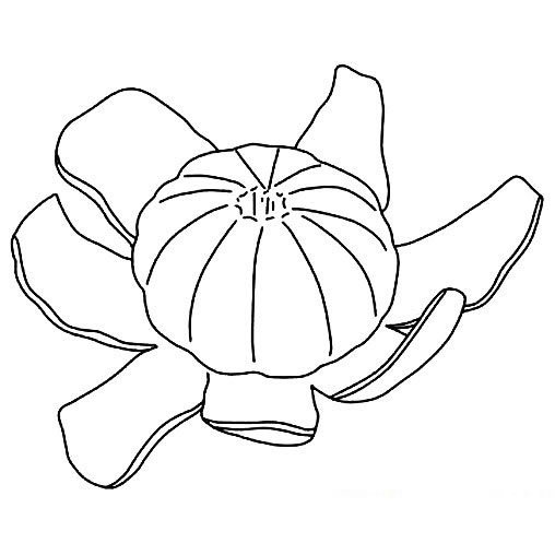 蜜桔简笔画