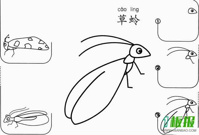 草蛉怎么画简笔画图片