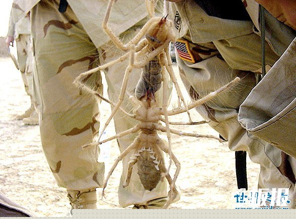 世界上最大的昆虫，盘点12个超巨型大虫子(图)