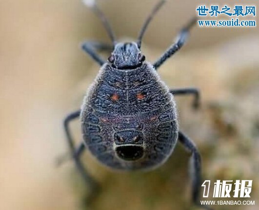 世界上最有趣的十大人面动物,这些动物要成精
