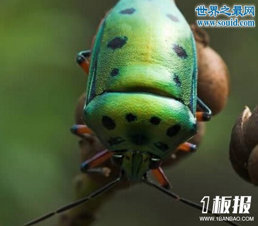 世界上最有趣的十大人面动物,这些动物要成精