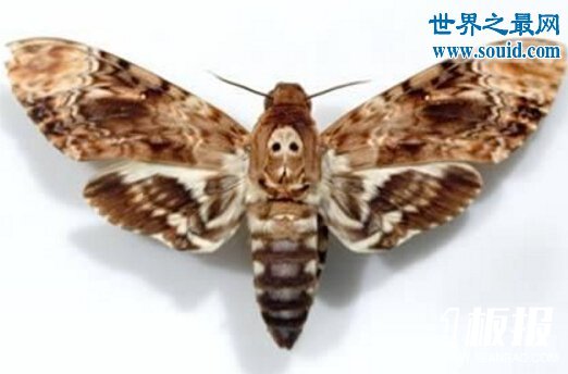 世界上最有趣的十大人面动物,这些动物要成精