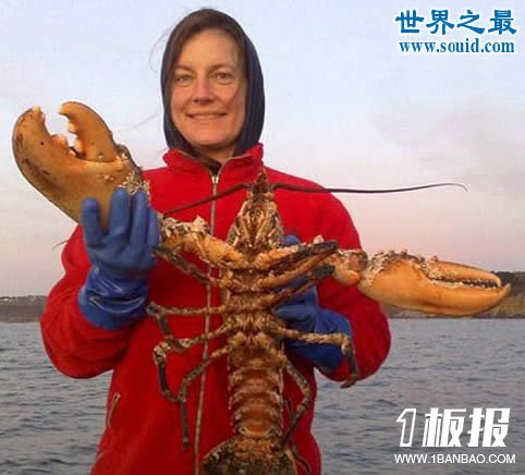 世界上最大的龙虾，长1.2米重40斤的大龙虾(图片)
