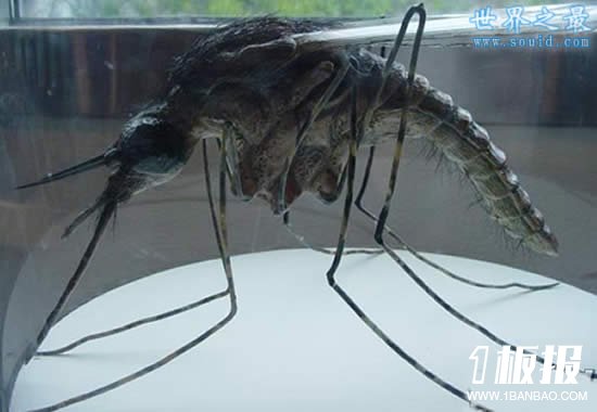 世界上最大的龙虾，长1.2米重40斤的大龙虾(图片)