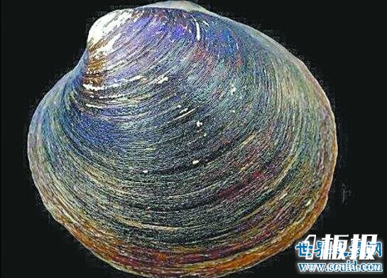 世界上最老的动物,明蛤(507岁时被科学家弄死了)