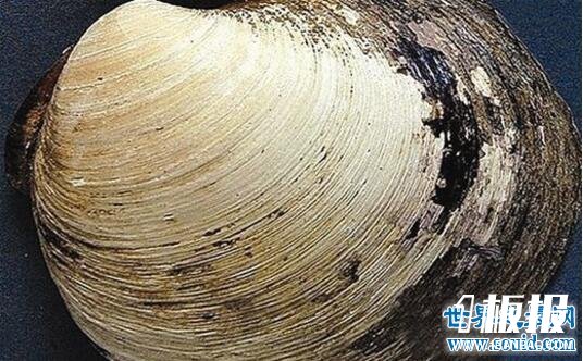 世界上最老的动物,明蛤(507岁时被科学家弄死了)