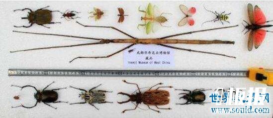 世界上最长的竹节虫,尖刺足刺竹节虫长62.4cm