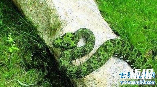 世界上最贵的毒蛇,莽山烙铁头蛇(价值数百万)