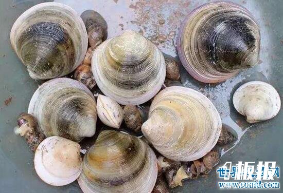 世界上最老的动物,明蛤(507岁时被科学家弄死了)