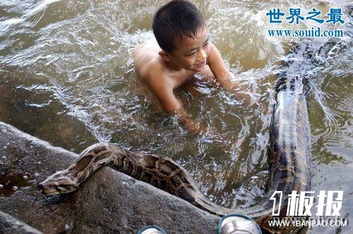 发现世界上最大的蛇，长19米一口吃掉成人(多图)