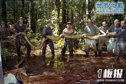 发现世界上最大的蛇，长19米一口吃掉成人(多图)