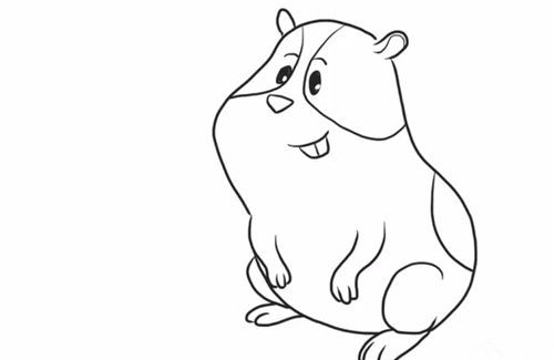 小豚鼠简笔画