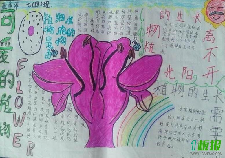 植物手抄报内容简单1