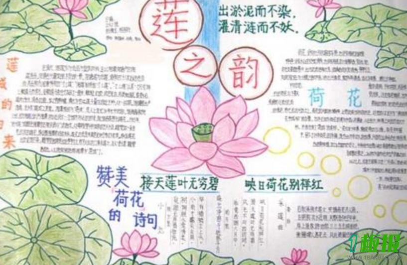 以花为主题的手抄报图片大全