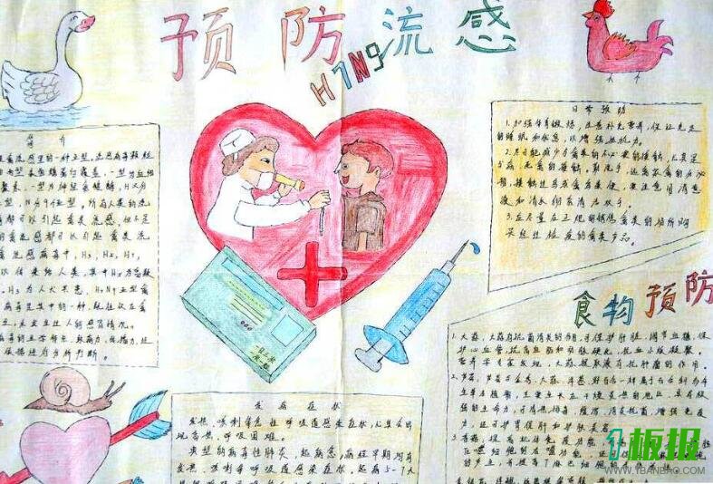预防禽流感手抄报